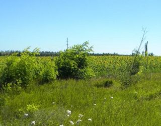 У 12 областях незаконно вирубали понад 10 тис. га полезахисних лісосмуг